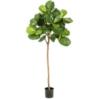 Grote FICUS LYRATA tabaksplant kunstboom op stam 200cm