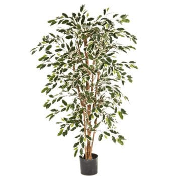 Kunstplant grote FICUS NITIDA kamerplant 210cm