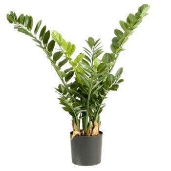 Kunstplant ZAMIOCULCAS zz plant 90cm