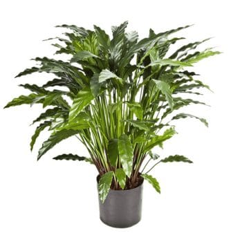 Kunstplant CALATHEA 86cm