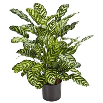 Kunstplant CALATHEA 80cm