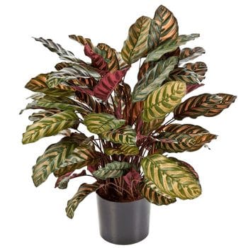 Kunstplant CALATHEA 80cm