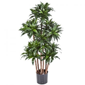 Grote kunstboom DRACAENA drakenbloedboom 120cm