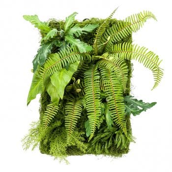 Groene muur design kunst plantenwand 60cm
