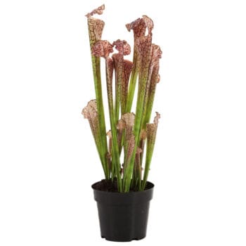 Trompetbekerplant kunstplant paars SARRACENIA 65cm