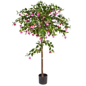 FUCHSIA BLOESEMBOOM 140cm