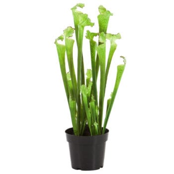 Trompetbekerplant kunstplant groen SARRACENIA 65cm