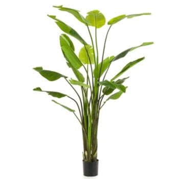Kunstplant STRELITZIA grote kamerplant 235cm