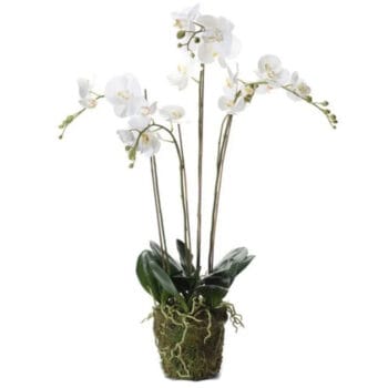 Kunst ORCHIDEE met witte kunstbloemen 80cm